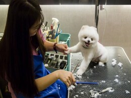 Milk Spas And Manicures: Meet Hong Kong's Pampered Pooches Milk Spas And Manicures: Meet Hong Kong's Pampered Pooches