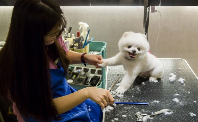 Milk Spas And Manicures: Meet Hong Kong's Pampered Pooches