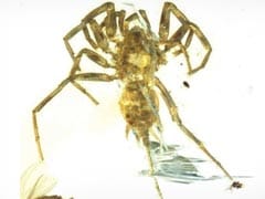 Itsy Bitsy Spiders Discovered In 100-Million-Year-Old Amber