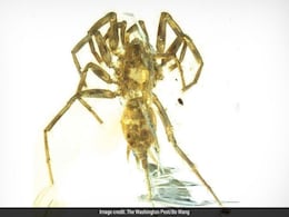 Itsy Bitsy Spiders Discovered In 100-Million-Year-Old Amber Itsy Bitsy Spiders Discovered In 100-Million-Year-Old Amber