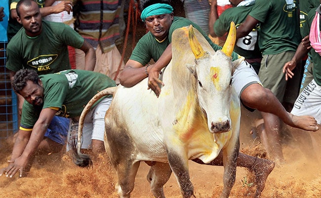 Jallikattu Bull Owned By Tamil Nadu Minister Dies After Hitting A Wall