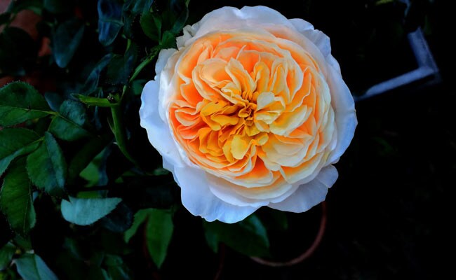 Rose Day 2018: इस गुलाब की कीमत है करोड़ों में, जानिए कुछ ऐसे ही फैक्ट्स