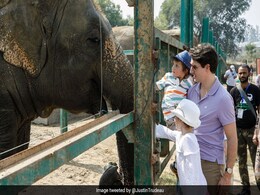 Canadian PM Justin Trudeau Gifted Footprint Painting Of Rescued Pachyderm Canadian PM Justin Trudeau Gifted Footprint Painting Of Rescued Pachyderm