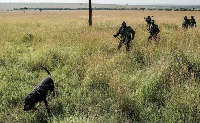 In Kenya, Anti-Poaching Dogs Are Wildlife's Best Friends