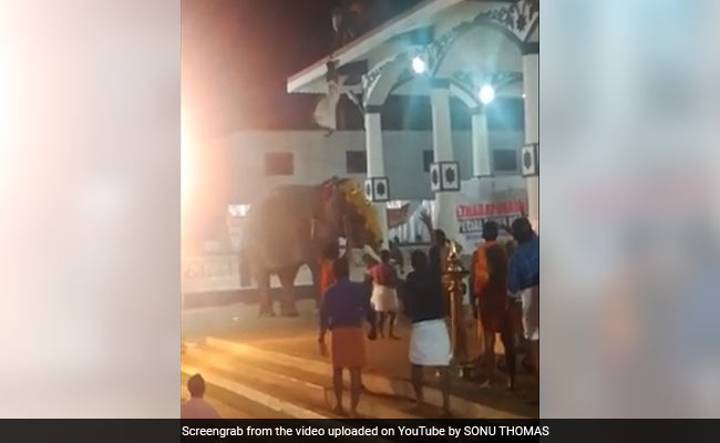 Elephant Runs Amok At Kerala Temple, Mahout Pulled To Safety