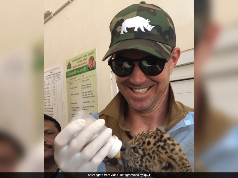 Watch: Kevin Pietersen Adopts Baby Leopard In India, Earns Plaudits On Social Media