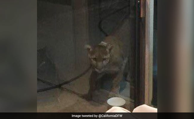 Close Shave For Family As Mountain Lion Charges At Glass Door, Four Times