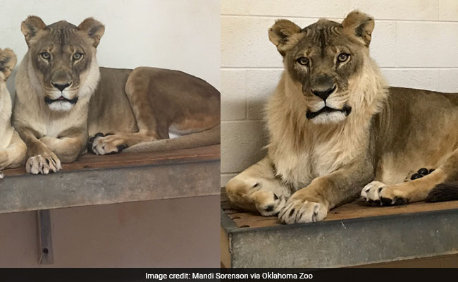 Lioness Grows Beard, Zookeepers Puzzled By 'Exceptionally Rare' Mane