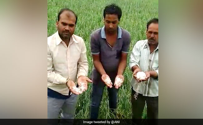 maharashtra hailstorm crop losses