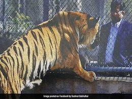 Maharashtra Tiger Who Lost Paw In Poacher's Trap To Get Prosthetic Limb Today Maharashtra Tiger Who Lost Paw In Poacher's Trap To Get Prosthetic Limb Today