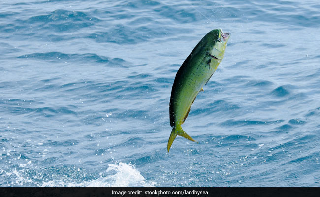 mahi mahi