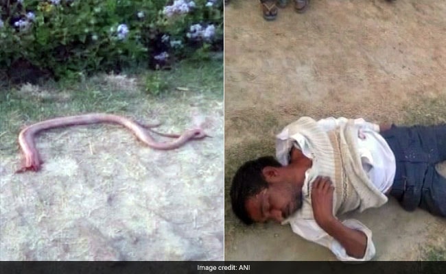 Uttar Pradesh Man Bites Snake, Chews Off Head. 'Revenge' For Snakebite