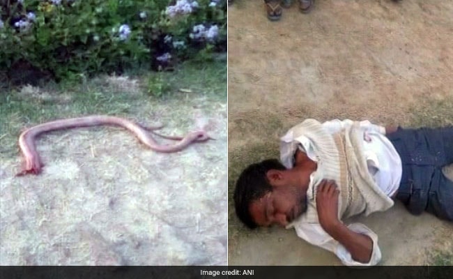 Image result for Man bites off snake’s head in revenge