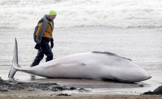 Another Whale Population Suddenly Dying In Atlantic