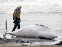Another Whale Population Suddenly Dying In Atlantic Another Whale Population Suddenly Dying In Atlantic