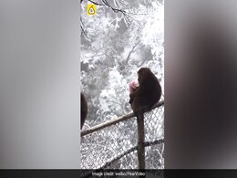 शरारती बंदर ने चुराया टूरिस्ट का पर्स, हवा में उड़ा दिए सारे पैसे, देखें वीडियो शरारती बंदर ने चुराया टूरिस्ट का पर्स, हवा में उड़ा दिए सारे पैसे, देखें वीडियो