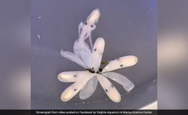Watch: Octopus Hatches From Its Egg. On Camera. Cue, Squeals