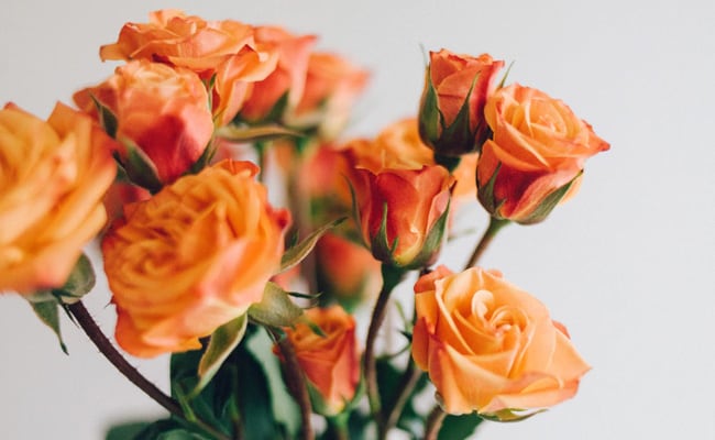 orange roses rose day