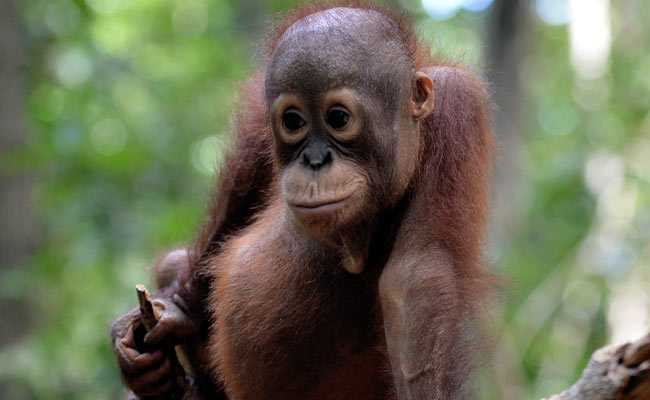 Orangutan Shot 130 Times With Air Rifle, A 13-Year-Old Is Among Accused