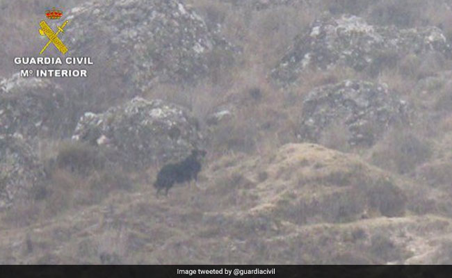 For Weeks, Locals Spotted Black Panther In Area. It Turned Out To Be A Dog