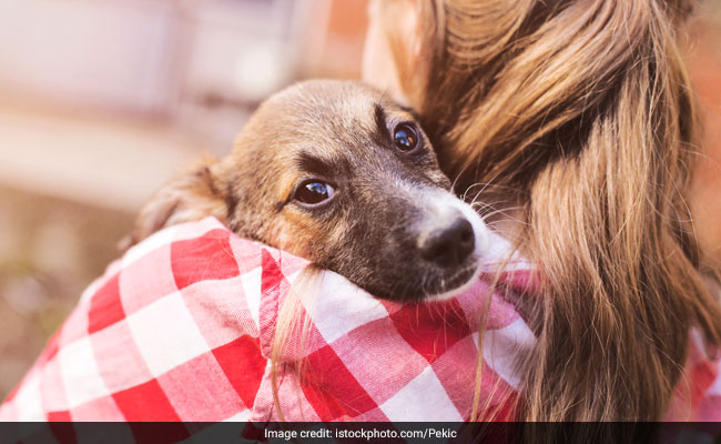 Pets May Help People With Mental Health Issues; These Foods May Help Too!