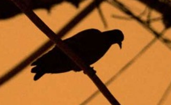 Bengaluru Teen Allegedly Stamps Toddler To Death Over A Pigeon
