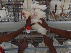 Saudi Arabia Temporarily Bans Poultry Imports From India Over Bird Flu