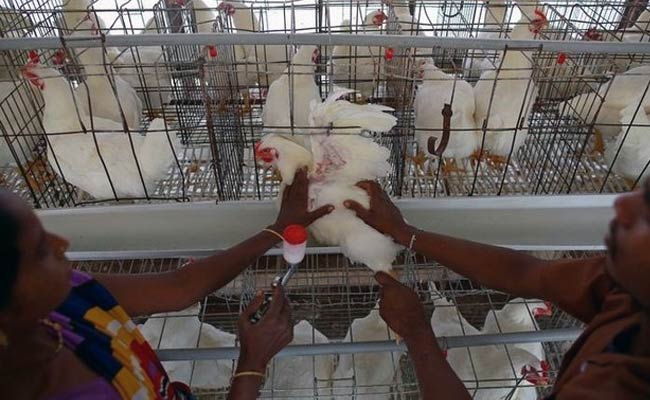 Saudi Arabia Temporarily Bans Poultry Imports From India Over Bird Flu