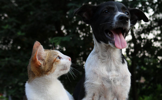 Video: Animals Gave Amazing Reactions Seeing The Optical Illusion