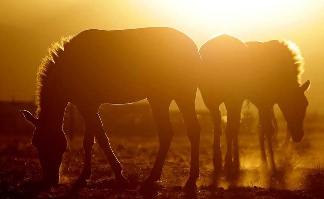 World's Last Remaining Wild Horses Aren't Really Wild After All