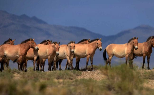 przewalskis horse