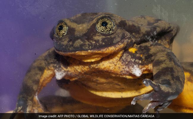 Romeo, World's Loneliest Frog, Is Finally Feelin' The Love