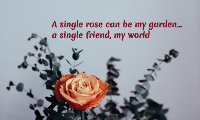 rose day images