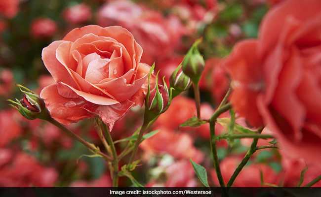 Rose Festival Chandigarh 2018: All Details You Want To Know