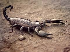 Scorpion Venom Can Improve Treatment For Rheumatoid Arthritis