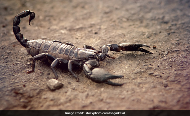 Scorpion Venom Can Improve Treatment For Rheumatoid Arthritis
