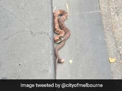 Small Snake Causes Massive Mayhem In Melbourne. Shuts Down Busy Road