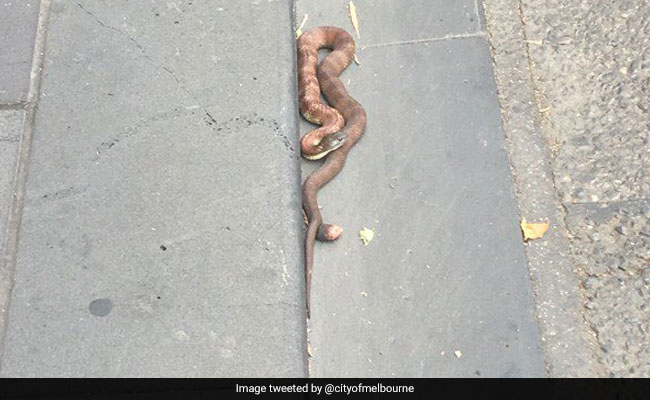 Small Snake Causes Massive Mayhem In Melbourne. Shuts Down Busy Road