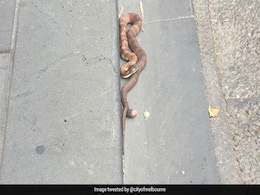 सड़क पर घूम रहा था जहरीला सांप, पीछे पड़ा लोगों के तो जानिए क्या हुआ सड़क पर घूम रहा था जहरीला सांप, पीछे पड़ा लोगों के तो जानिए क्या हुआ