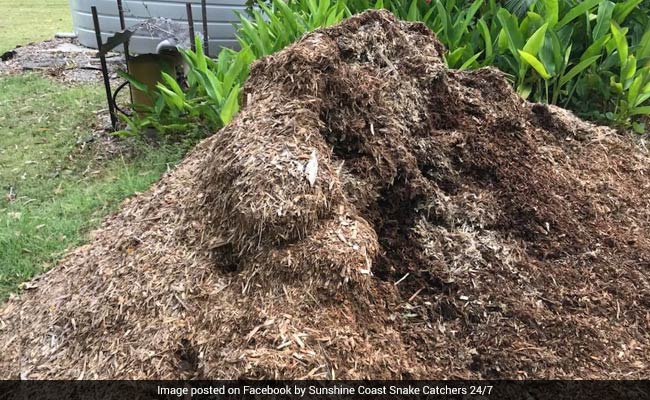 Find The Snake Hiding In This Pile Of Leaves. It's Almost Impossible