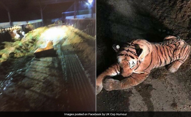 45-Minute Standoff With Tiger Ends When Police Realise It's A Stuffed Toy