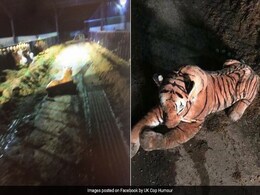 45-Minute Standoff With Tiger Ends When Police Realise It's A Stuffed Toy 45-Minute Standoff With Tiger Ends When Police Realise It's A Stuffed Toy