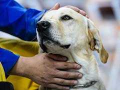 Hero Labrador, On Debut Mission, Sniffs Out Survivor In Taiwan Earthquake Wreckage
