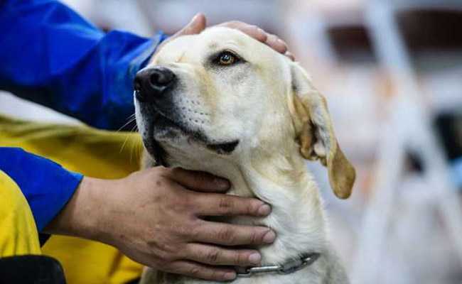 Hero Labrador, On Debut Mission, Sniffs Out Survivor In Taiwan Earthquake Wreckage