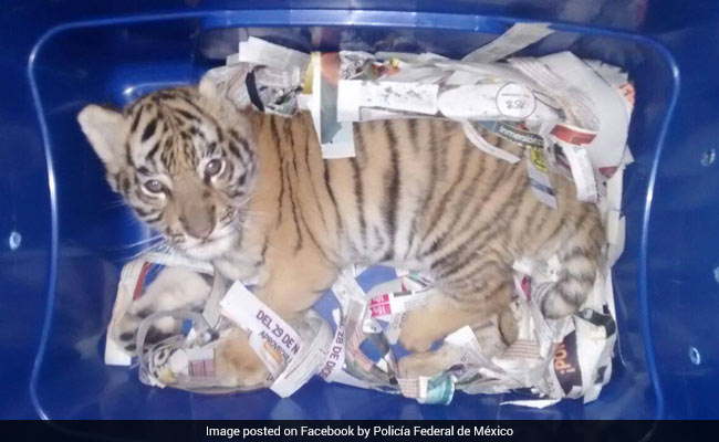 Tiger Cub Found In Box Sent Via Courier. It Was Saved By A Sniffer Dog