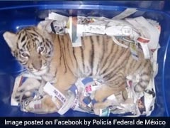 Tiger Cub Found In Box Sent Via Courier. It Was Saved By A Sniffer Dog