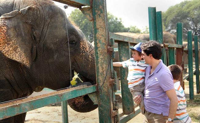 The Justin Trudeau Family Meets Maya, Bijlee And Lakshmi - The Elephants At Mathura Wildlife Sanctuary