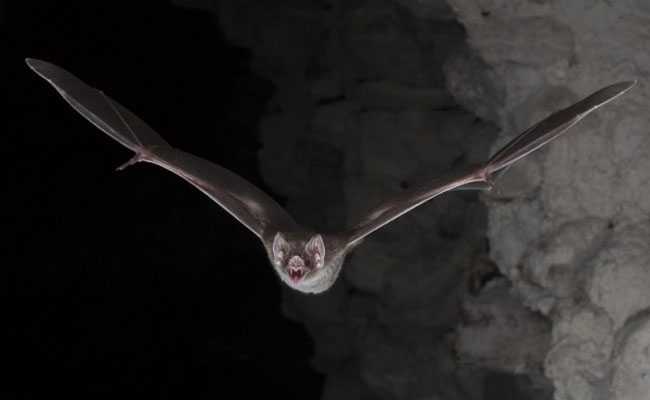 A Mysterious Disease Is Killing Millions Of Bats In North America