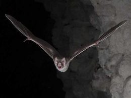 Bats Growl At Each Others Like Death Metal Singers, Says Study Bats Growl At Each Others Like Death Metal Singers, Says Study