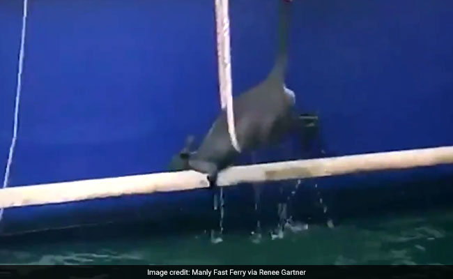 VIDEO: यह क्या हुआ कि सिडनी हार्बर में गिर गया यह ‘छोटा कंगारू’ फिर दिखा हैरान करने वाला नजारा